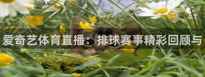 爱奇艺体育直播：排球赛事精彩回顾与